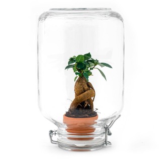 Easyplant - Ficus Ginseng Bonsai - Mini-Ecosysteem