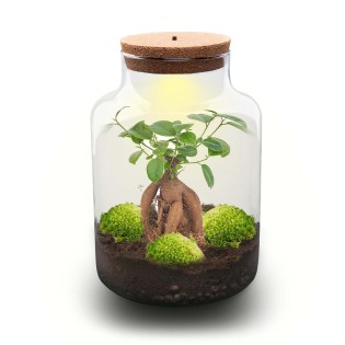 Diy Terrarium - Milky With Bonsai - ↕ 30 Cm