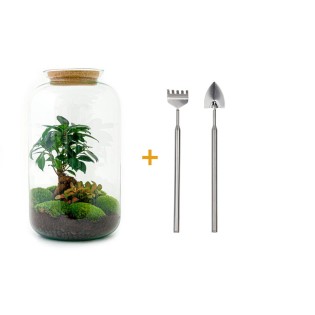 Diy Terrarium - Sven Bonsai - ↕ 43 Cm