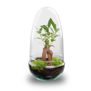 Diy Terrarium - Egg Bonsai - ↕ 25 Cm