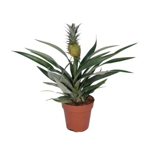 Bromelia Pineapple - Ø12Cm - ↕30Cm