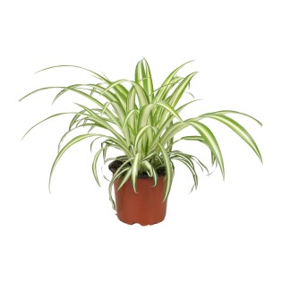 Chlorophytum - Ø12Cm - ↕25Cm