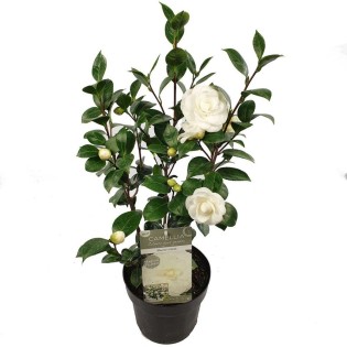 Camellia Jap. 'Nuccio's Gem' - Ø19Cm - ↕65Cm