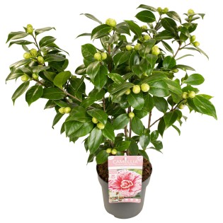 Camellia Japonica Bonomiana