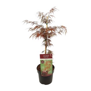 Acer Palm. 'Garnet' - Ø19Cm - ↕40Cm