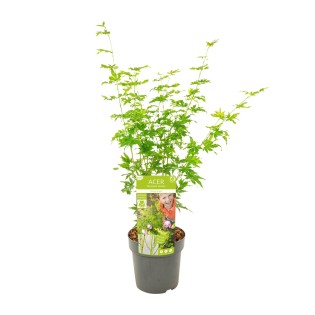 Acer Palmatum Going Green