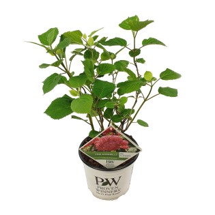 Hydrangea Arbo. 'Pink Annabelle' - Ø19Cm - ↕30Cm