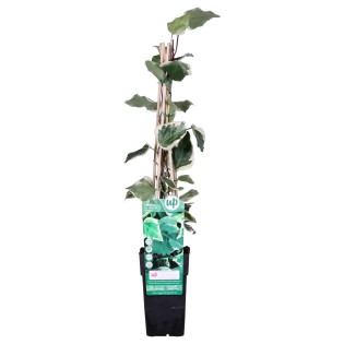 Hedera Algeriensis 'Gloire De Maren' - Ø15Cm - ↕65Cm
