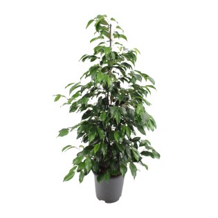 Ficus Benjamina Danielle - Ø21Cm - ↕95Cm