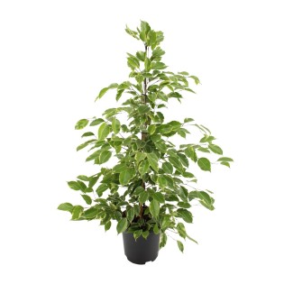 Ficus Benjamina Goldenking - Ø21Cm - ↕95Cm