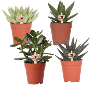 Kolibri Greens | Set Of 4 Succulents - Green Plants - Pot Size Ø9Cm