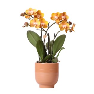 Kolibri Orchids | Orange Phalaenopsis Orchid Las Vegas In Cognac Coloured Glazed Pot - Pot Size Ø12Cm