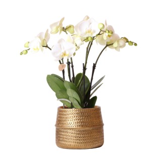Kolibri Orchids | White Phalaenopsis Jewel Ghent Orchid In Gold Coloured Groove Ornamental Pot - Pot Size Ø12Cm