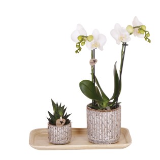 Kolibri Company - Set Of Yellow Red Orchid And Succulent On Bamboo Tray