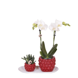Kolibri Company - Set Of White Orchid And Rhipsalis On Bamboo Tray