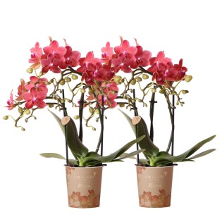 Kolibri Orchids | Combi Deal Of 2 Red Phalaenopsis Orchids - Congo - Pot Size Ø9Cm Flowering Houseplant - Fresh From The Grower
