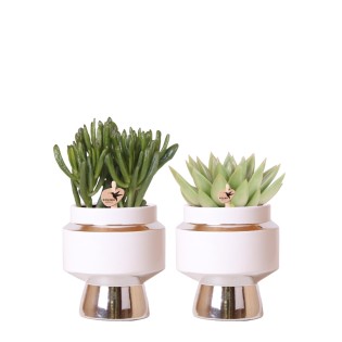 Kolibri Greens | Rhipsalis Set Of 2 Plants In Silver Le Chic Ornamental Pots - Ceramic Pot Size Ø9Cm