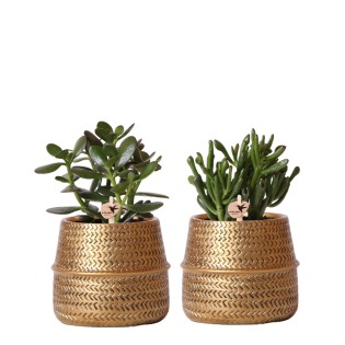 Kolibri Greens | Succulents Set Of 2 Plants In Gold Groove Decorative Pots - Ceramic Pot Size Ø9Cm
