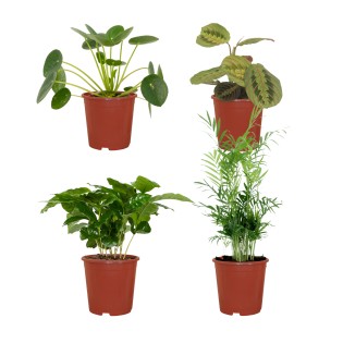 Animal-Friendly Plant Box - 4 Pieces - Ø12Cm - ↕20-40Cm