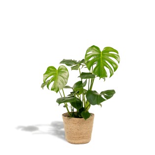 Monstera Deliciosa + Basket Selin - ↨80Cm - Ø21Cm