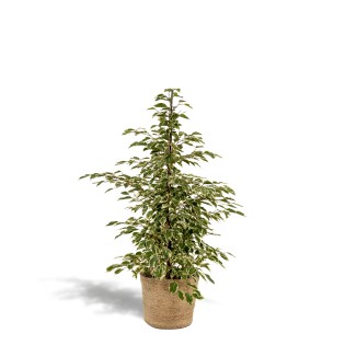 Ficus Benjamina Twilight - Ø21Cm - ↕95Cm + Basket Selin