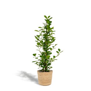 Ficus Microcarpa Moclame - Ø21Cm - ↕95Cm + Basket Selin