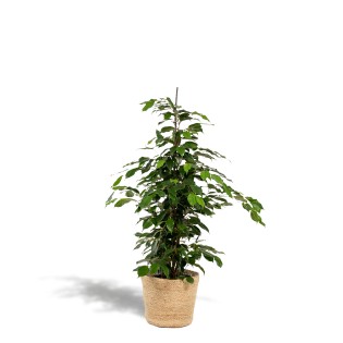 Ficus Benjamina Danielle - Ø21Cm - ↕95Cm + Basket Selin