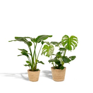 Strelitzia Nicolai - Ø19Cm - ↕85Cm + Monstera Deliciosa - Ø21Cm - ↕75Cm + Basket Selin
