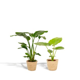 Strelitzia Nicolai - Ø19Cm - ↕85Cm + Alocasia Macrorrhiza - Ø19Cm - ↕70Cm + Basket Selin