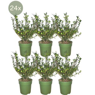 24 X Ilex Crenata 'Jenny' ® - Ø12 Cm - ↕20 Cm