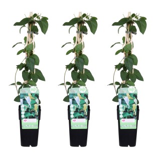 3X - Lonicera Japonica 'Halliana' - ↨65Cm - Ø15
