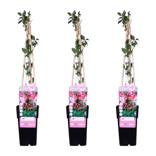 3X - Lonicera Periclymenum 'Serotina' - ↨65Cm - Ø15