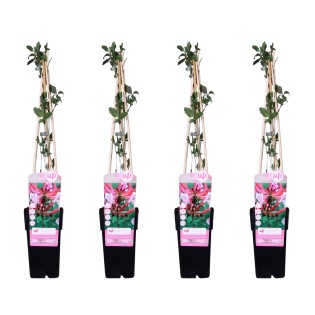 4X - Lonicera Periclymenum 'Serotina' - ↨65Cm - Ø15