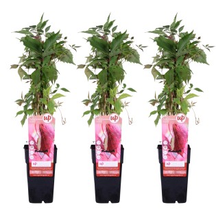 3X - Parthenocissus Q. Var. 'Engelmannii' - ↨65Cm - Ø15