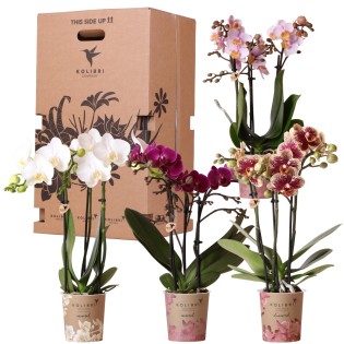 Kolibri Orchids - Surprise Box Mix - Plants Advantage Box - Surprise Box With 4 Different Orchids - Fresh From The Grower