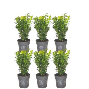 1 Meter Buxus Sempervirens Haag - ↕ 20 Cm - 6 X Ø12 Cm