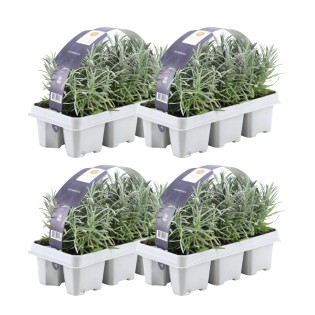 4 X 6Er Set Lavender Angustifolia - 24 X Ø7 Cm - ↕15 Cm