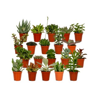 Succulent Mix - 20 Pieces - Ø5,5Cm - ↕7 Cm
