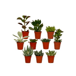 Succulent Mix - 10 Pieces - Ø5,5Cm - ↕7Cm