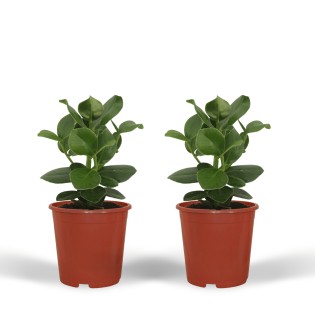 Clusia Princess (Signature Tree) - 2 Pieces - Ø12Cm - ↕15Cm