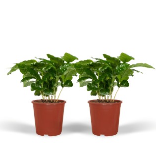 Coffea Arabica (Coffee Plant) - 2 Pieces - Ø12Cm - ↕25Cm