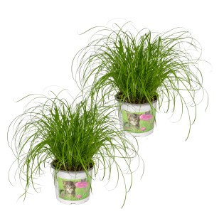 Cyperus Alternifolius (Cat Grass) - 2 Pieces  - Ø12Cm - ↕20Cm