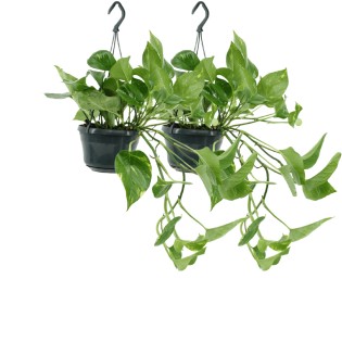 2X Epipremnum Aureum - Scindapsus - 25Cm - Ø15