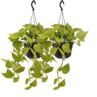 Epipremnum Golden Pothos (Scindapsus) - 2 Pieces - Ø15Cm - ↕25Cm