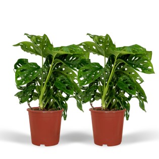 2X Monstera Monkey Leaf - Hole Plant - 30Cm - Ø12