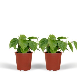 2X Philodendron Scandens - - 5Cm - Ø12
