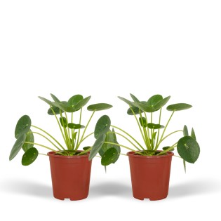 2X Pilea Peperomiodes - Pancake Plant - 20Cm - Ø12