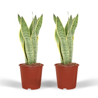 2X Sansevieria Laurentii - Lady's Tongue - 40Cm - Ø14