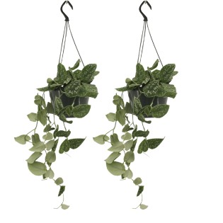 Scindapsus Pictus (Epipremnum) - 2 Pieces - Ø15Cm - ↕20Cm