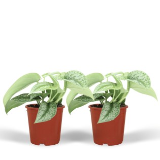 Scindapsus Pictus Trebie (Epipremnum) - 2 Pieces - Ø12Cm - ↕15Cm